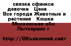 связка сфинкса. девочка › Цена ­ 500 - Все города Животные и растения » Кошки   . Московская обл.,Лыткарино г.